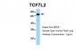 TCF7L2 antibody - middle region
